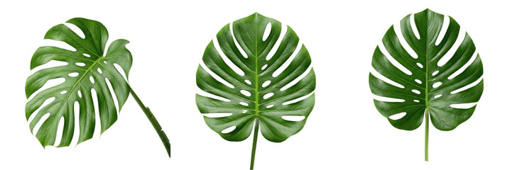 Set and collection of green monstera leaf isolated on white background © FIDEL CASTRO