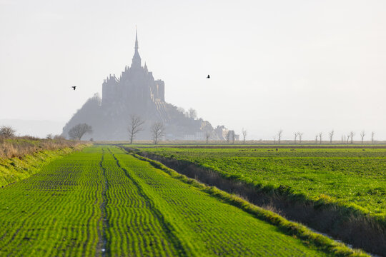 View of the historic Mont Saint-Michel abbey rising through the morning mist beyond green agricultural fields and bare trees Mont Saint-Michel, Normandy, France.