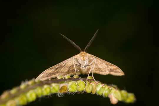 Scopula rubraria, also called a plantain moth, is a species of moth of the family Geometridae