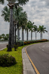 Fototapeta premium Clearwater Florida Coastal Road Lined with Palm Trees Leading Toward Bridge Under Overcast Sky
