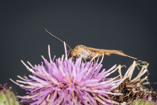 Scopula rubraria, also called a plantain moth, is a species of moth of the family Geometridae