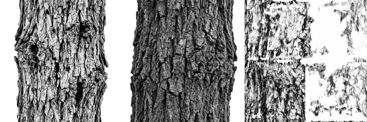 Fototapeta premium Set and collection of tree bark texture isolated on white background