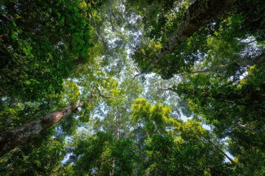 Lush forest canopy viewed from below (1)