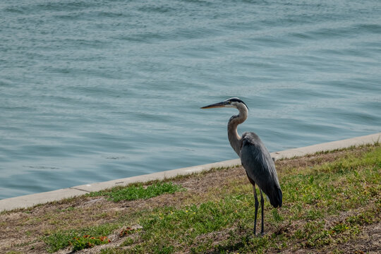 Great Blue Heron Standing by Coastal Water Edge with Calm Surface and Natural Shoreline Habitat