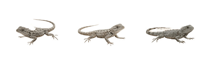 Obraz premium Set and collection of small brown lizard isolated on white background