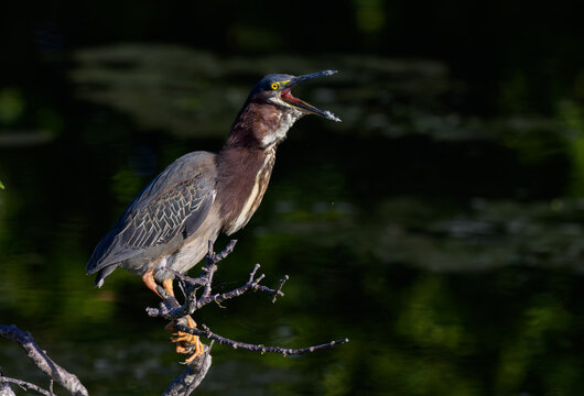 Green HeronCalling in a Marsh