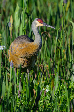 A Sandhill Crane in its Breeding Plumage in a Florida Wetlands