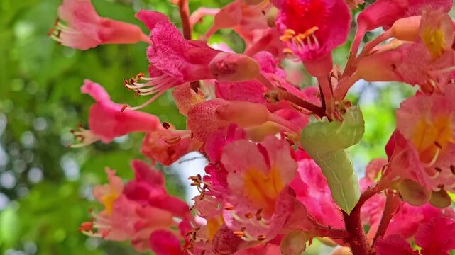 Macro shot of green larva on blooming pink Red Horse-chestnut flowers in spring