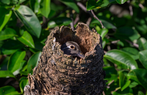 Black-bellied Whistling Duck Nesting in a Hollowed Log