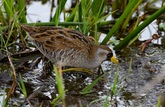 Sora Foraging for Food in a Florida Wetlands