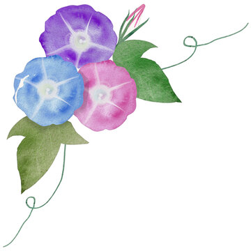 水彩で描いた三色の朝顔イラスト