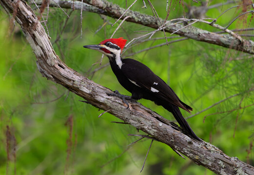 Pileated Woodpecker Perched on a Tree Branch