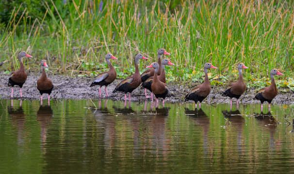 A Raft of Black-bellied Whistling Ducks Along a Shoreline