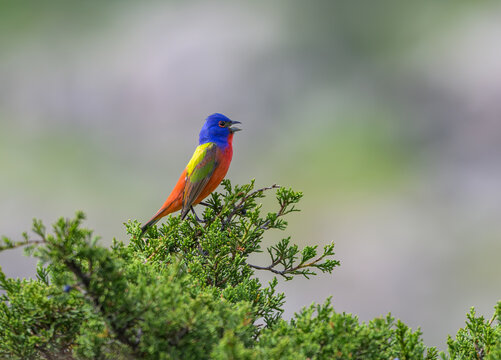 A Beautiful Painted Bunting Perched on a Treetop