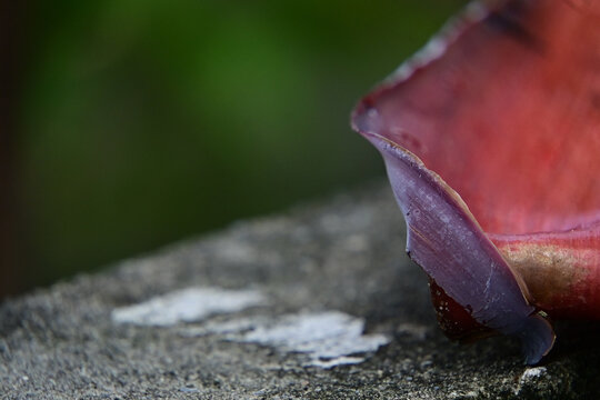 macro shot of a purple banana blossom bract with water droplets, detailed texture of banana flower petal with dew drops, close up of vibrant reddish purple leaf from banana tree heart, organic botanic