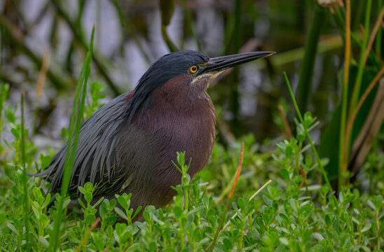 Green Heron in a Marshy Wetland
