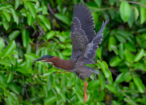 Green Heron in Flight