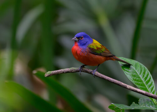 A Beautiful Painted Bunting Perched on a Branch