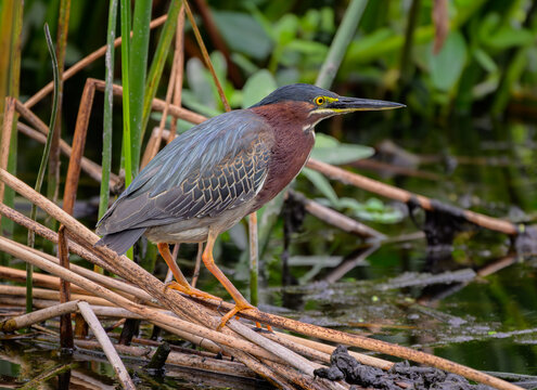 Green Heron in a Marshy Wetland