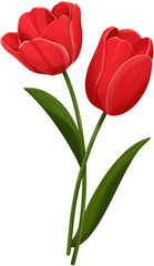Fototapeta premium Two Red Tulips Illustration