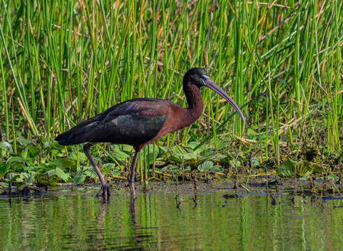 Glossy Ibis Foraging in a Florida Wetlands 
