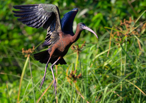 Glossy Ibis in Flight at a Florida Wetlands