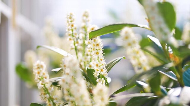 Bee collects pollen from blooming bush with white flowers known as Prunus laurocerasus or Cherry Laurel, lush flowering plant English Laurel or Common Laurel blossoming outside in spring garden.