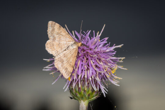 Scopula rubraria, also called a plantain moth, is a species of moth of the family Geometridae