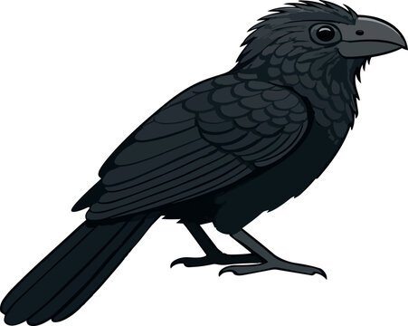 Smooth billed ani side view
