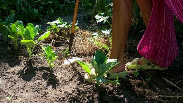 woman in casual garden clothes works with a hoe in a vegetable garden, tending around cabbage and other crops. Dry soil rises in dust under strong sunlight, showing a typical rural summer farming.