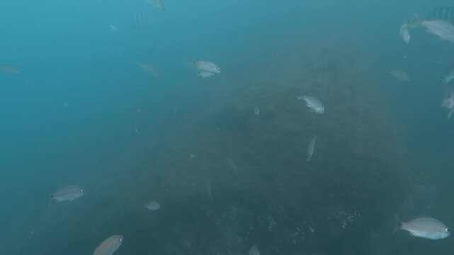 school of tropical fish swiming in low visibility water in open ocean