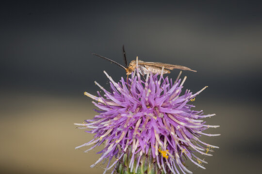 Scopula rubraria, also called a plantain moth, is a species of moth of the family Geometridae