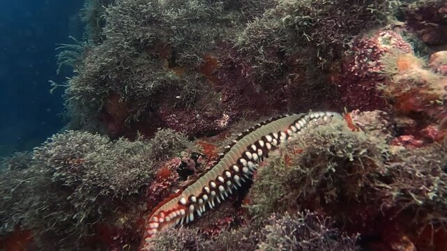 Beareded Fireworm Hermodice Carunculata exploring coral reef in tropical atlantic ocean