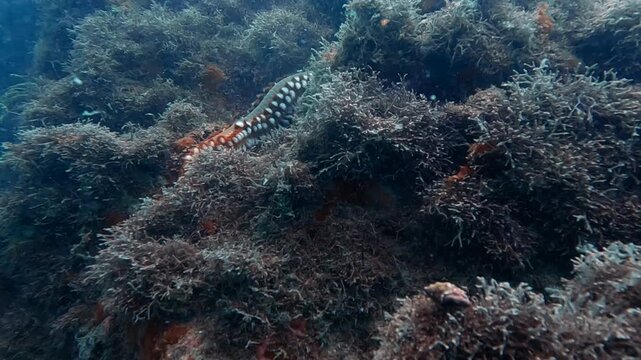 Beareded Fireworm Hermodice Carunculata on coral reef in tropical atlantic ocean