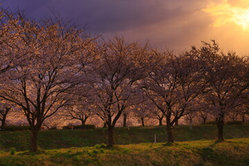 Fototapeta premium 朝焼けと満開の桜