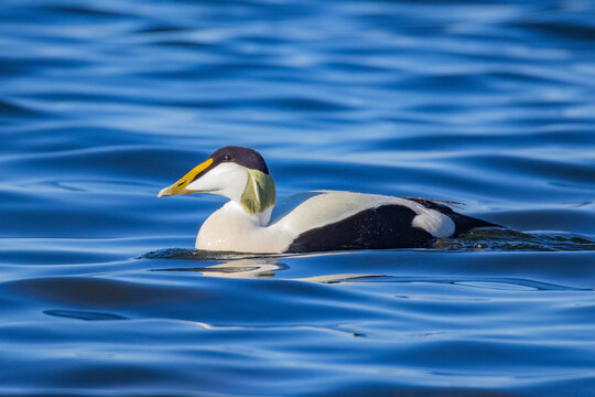 Male Common Eider (Somateria mollissima) on the Baltic Sea off Helsinki. The Common Eider is a familiar breeding bird on the Finnish coast, known especially for its soft down feathers.