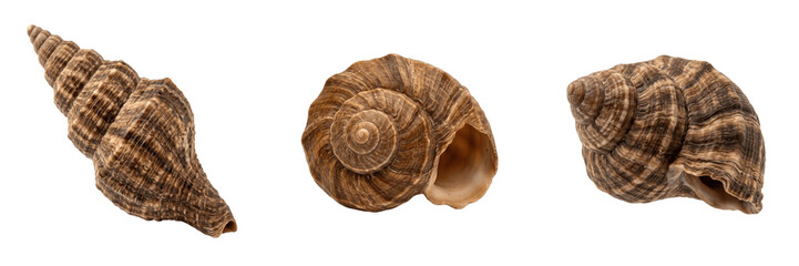Set and collection of brown snail shell isolated on white background © charrro