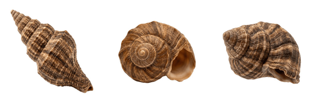 Set and collection of brown snail shell isolated on white background