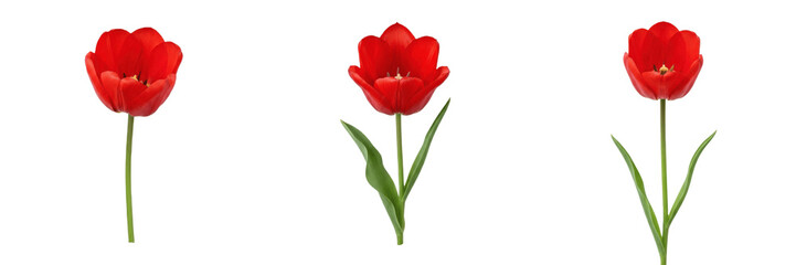 Obraz premium Set and collection of single red tulip flower isolated on white background