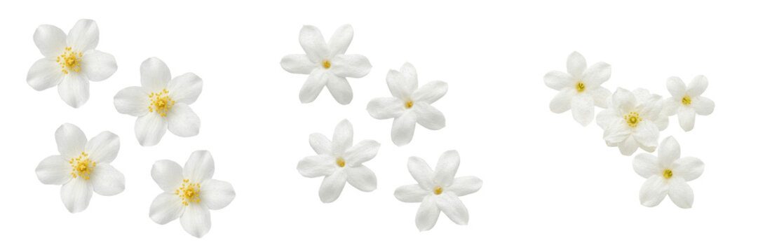 Set and collection of white jasmine flowers isolated on white background