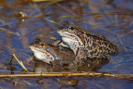 Spawning frogs (Rana temporaria) in a pond in spring. The common frog is one of the first vertebrates to emerge from hibernation and arrive at its spawning grounds as soon as the snow melts.