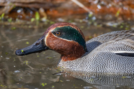 Male Teal (Anas crecca) on water in spring. The Teal is the smallest dabbling duck in Finland.