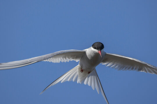 Arctic Tern (Sterna paradisaea) in flight during its migration. The Arctic Tern undertakes the longest migration of any bird species.