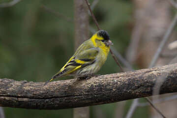 Obraz premium Eurasian Siskin (Spinus spinus) perched in a forest in spring.
