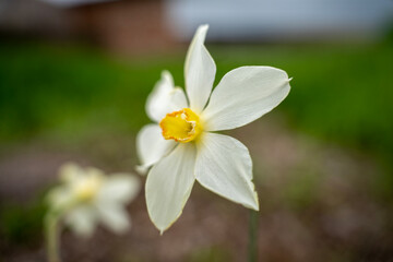 Fototapeta premium White daffodil flower with yellow corona blooming outdoors, with shallow depth of field and blurred garden background.