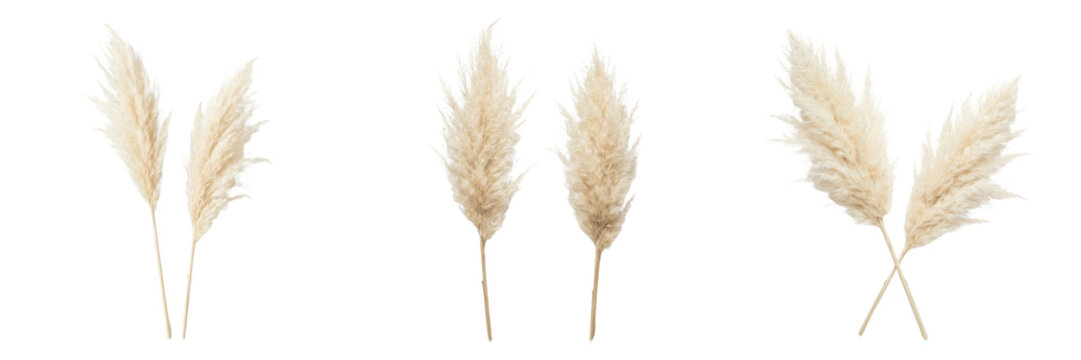 Set and collection of two stalks of dry pampas grass isolated on white background
