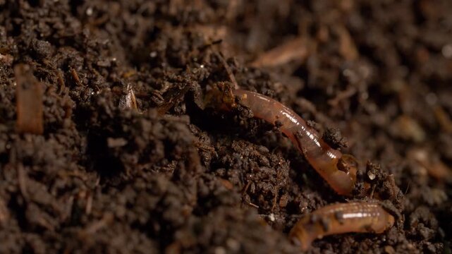 Earthworm burrowing into compost macro view