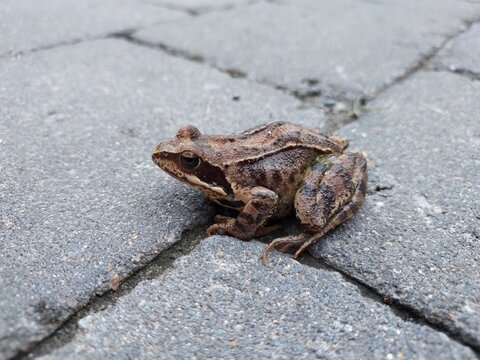 Grenouille brune sur pav&eacute;s urbains