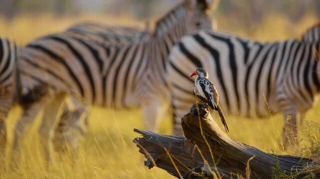 Footage of a northern red-billed hornbill (Tockus erythrorhynchus)  in front of a herd of Zebras in Moremi Game Reserve, South Africa 