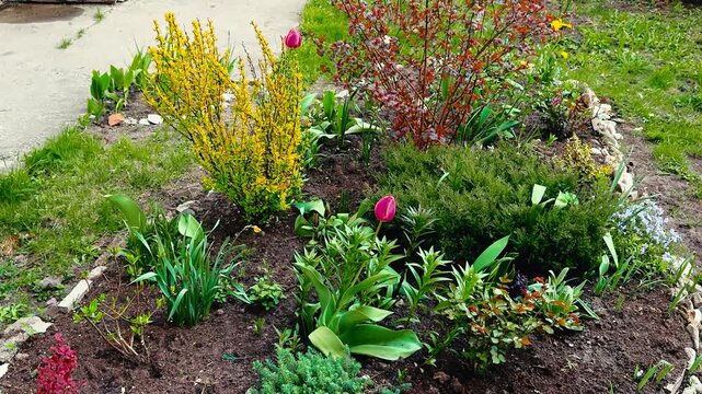 Spring garden bed yellow barberry juniper close-up, vibrant rose and tulip blooms, red bubblegum shrub contrast, dense juniper